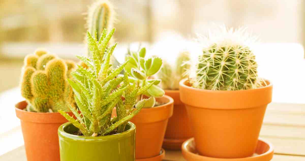 Best Ceramic Plant Pots for Home in India 2023